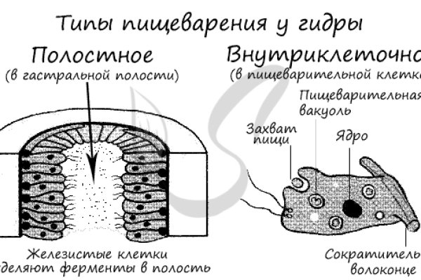 Kraken site