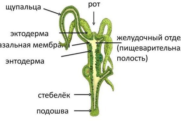 Kraken это