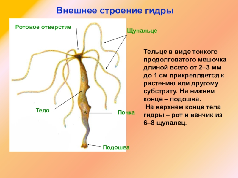 Kra38.cc Вход на сайт главная страница